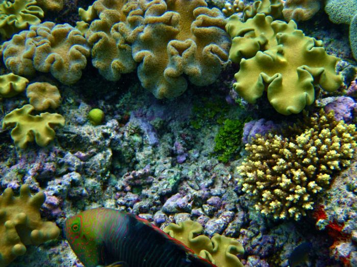 The Great Barrier Reef (34 pics)