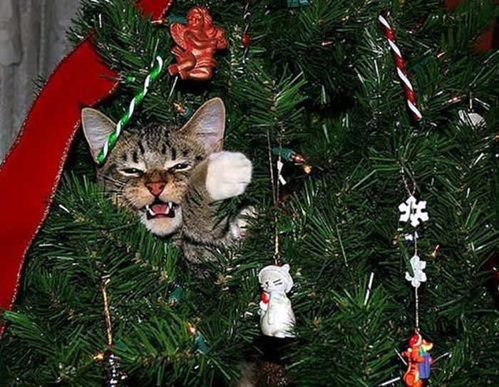 Funny Christmas Cats (30 pics)