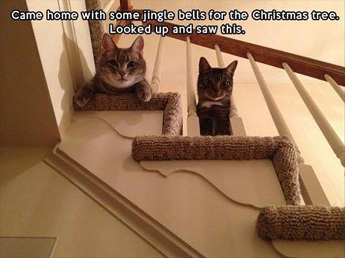 Funny Christmas Cats (30 pics)