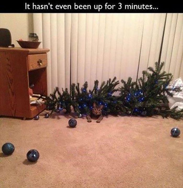 Funny Christmas Cats (30 pics)