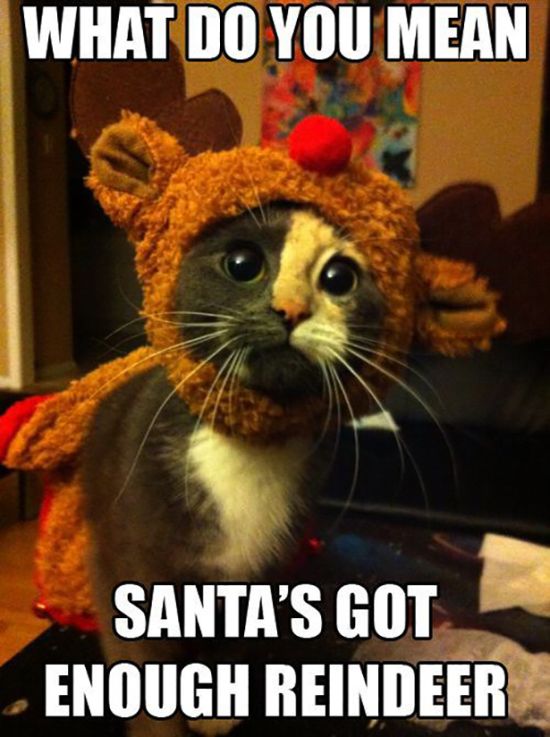 Funny Christmas Cats (30 pics)