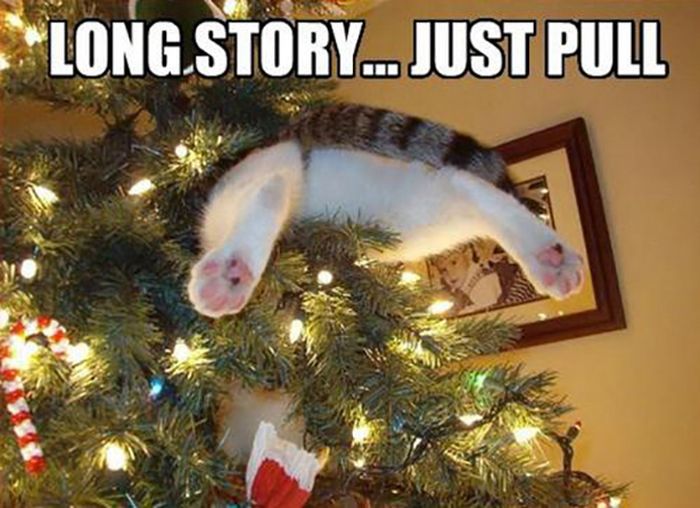 Funny Christmas Cats (30 pics)
