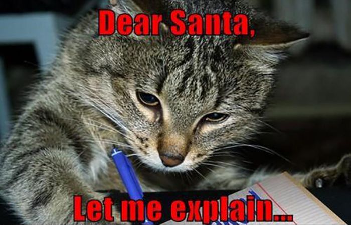 Funny Christmas Cats (30 pics)