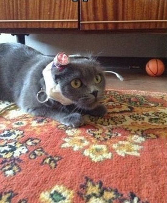 Trolling a Cat (2 pics)