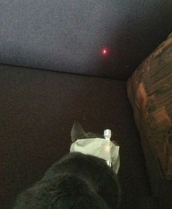 Trolling a Cat (2 pics)