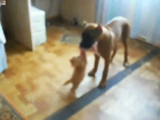 Acid Gifdump, December 26, 2013 (25 gifs)