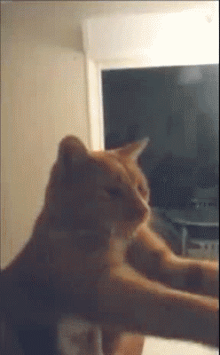 Acid Gifdump, December 26, 2013 (25 gifs)