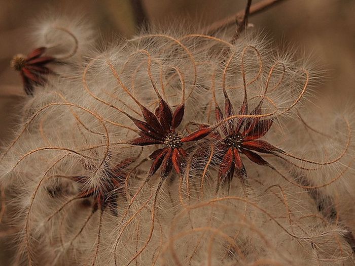 Plants that Come From Unusual Seeds (24 pics)