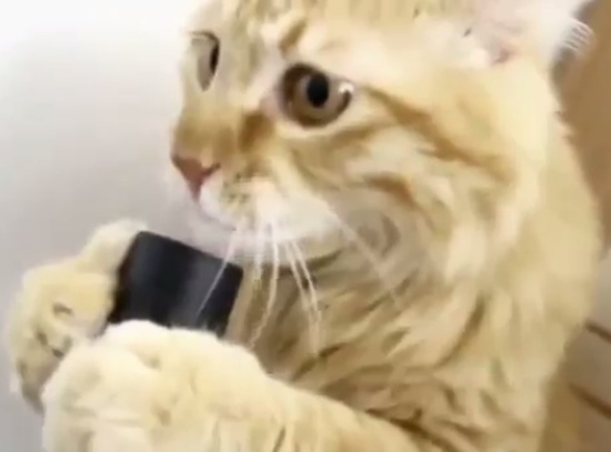 The Funniest Cats Compilation of 2013