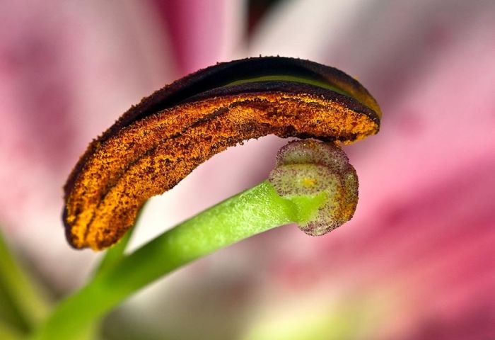 Amazing Macro Photos (99 pics)