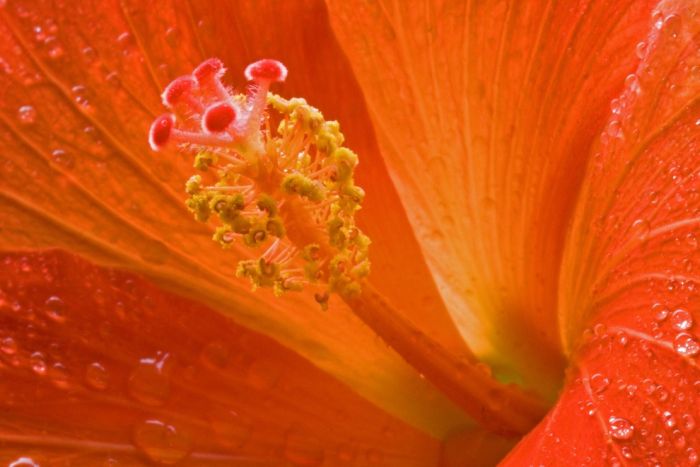 Amazing Macro Photos (99 pics)