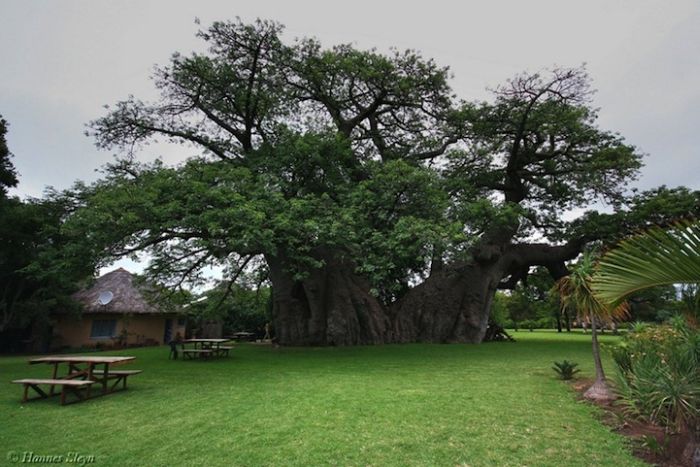 Baobab Tree Bar (8 pics)
