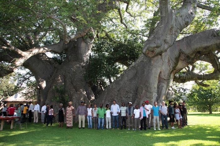 Baobab Tree Bar (8 pics)