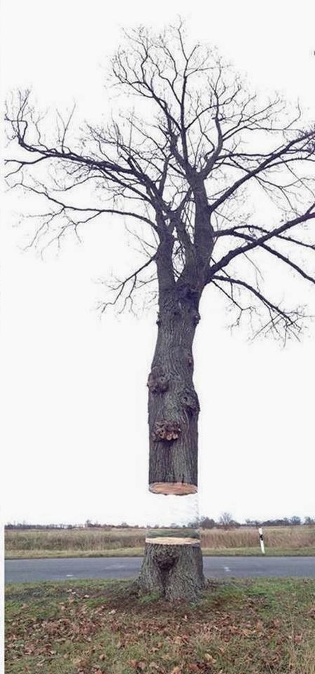 Levitating Tree (3 pics)