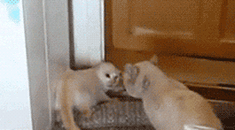 Did It Ever Happen to You When... Part 70 (16 gifs)