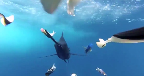 Marlin Chasing the Bait
