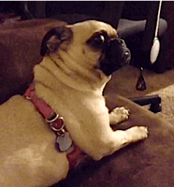 Behind the GIF (26 pics)