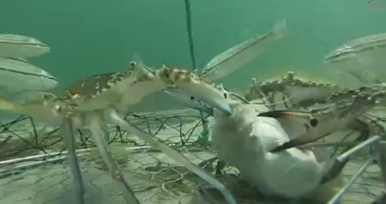 One Day of Camera Spent in Crab Net