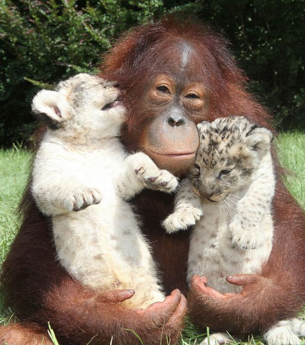 Lion Cubs with Their New Dad (11 pics)