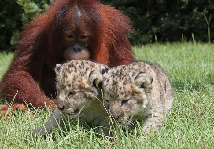 Lion Cubs with Their New Dad (11 pics)