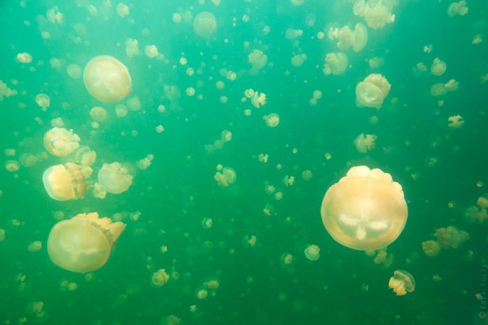 Jellyfish Lake (25 pics)