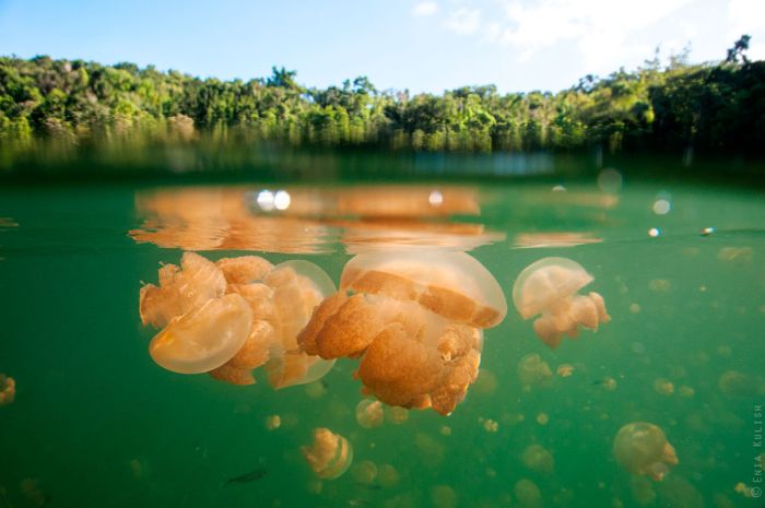 Jellyfish Lake (25 pics)