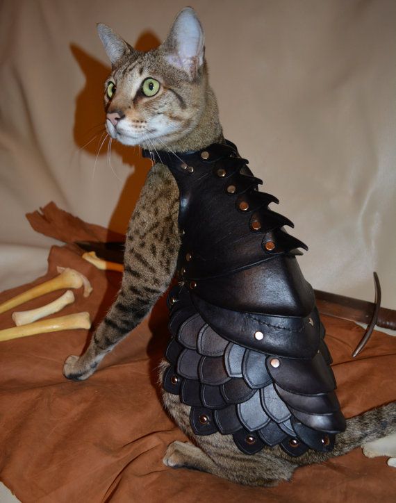 Cat Battle Armor (5 pics)