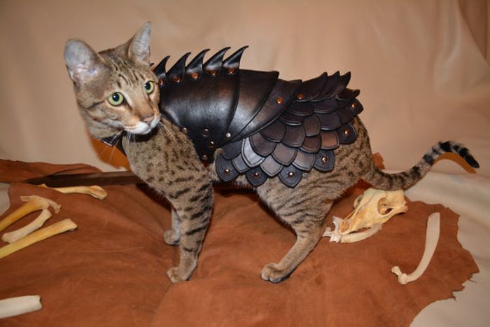 Cat Battle Armor (5 pics)