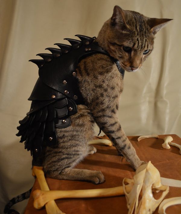 Cat Battle Armor (5 pics)