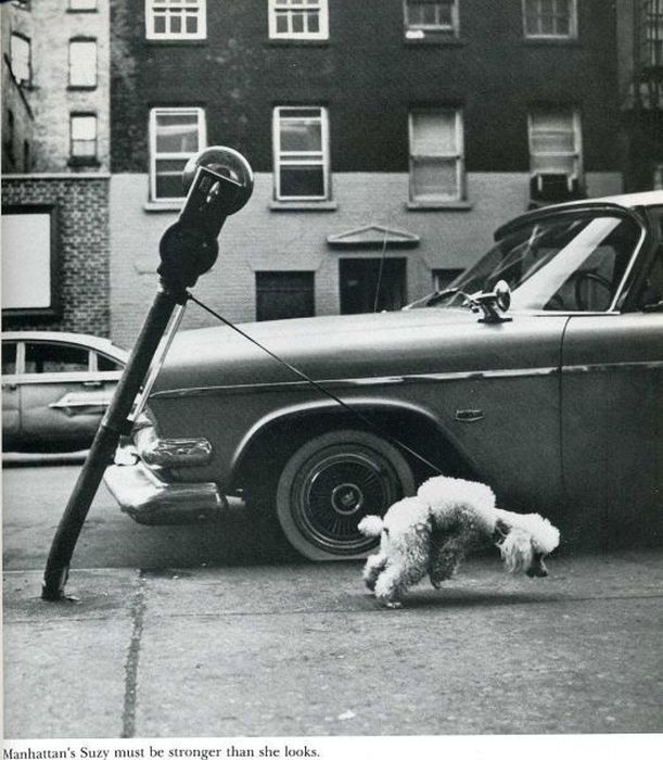 Interesting Photos from the LIFE Magazine (52 pics)