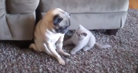 Little Kitten Trolls a Pug