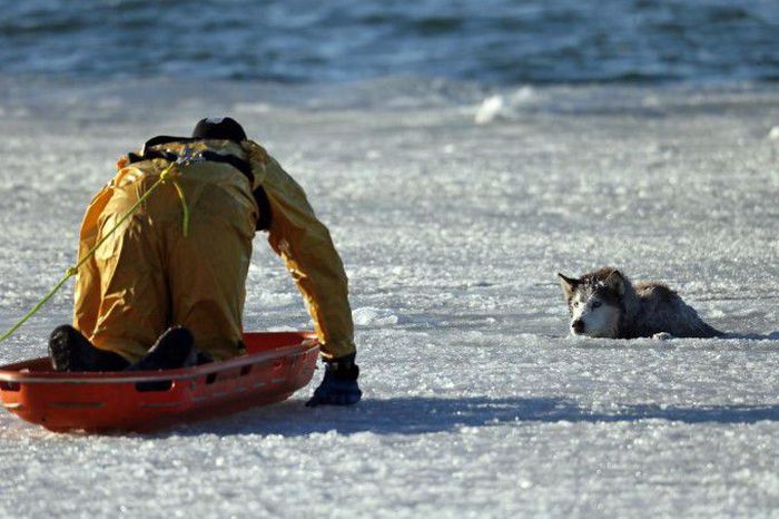 Husky Rescue (9 pics)