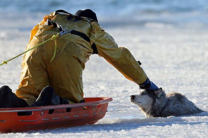 Husky Rescue (9 pics)