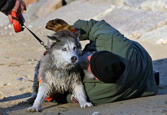 Husky Rescue (9 pics)