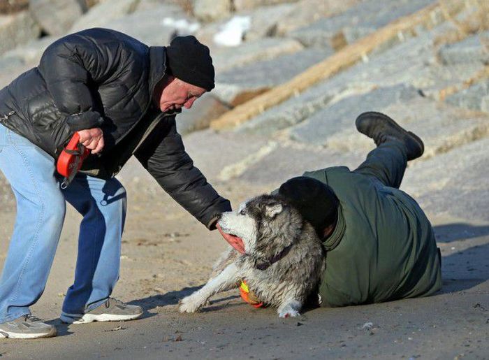 Husky Rescue (9 pics)