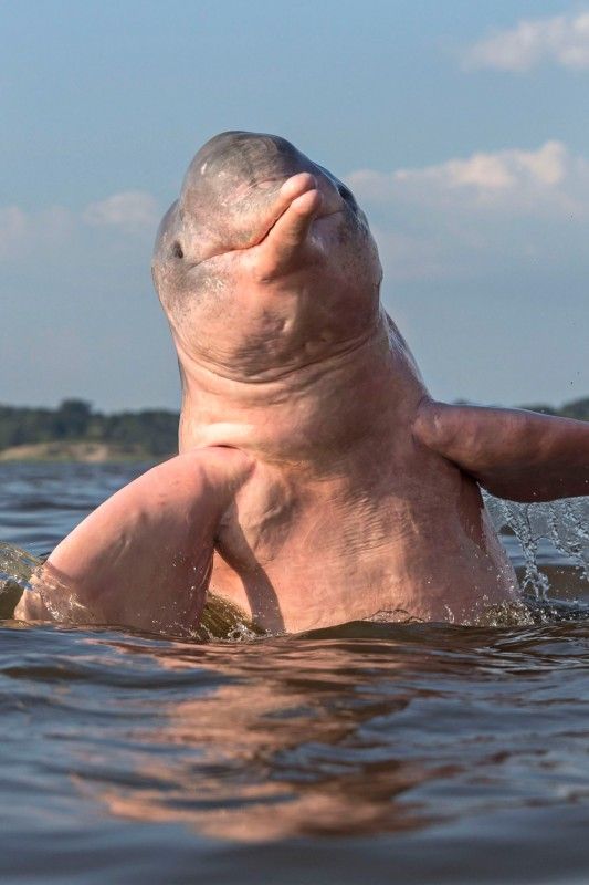 Acid Picdump (120 pics)