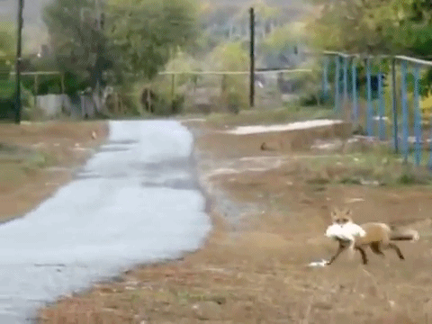 Acid Gifdump, January 16, 2014 (25 gifs)