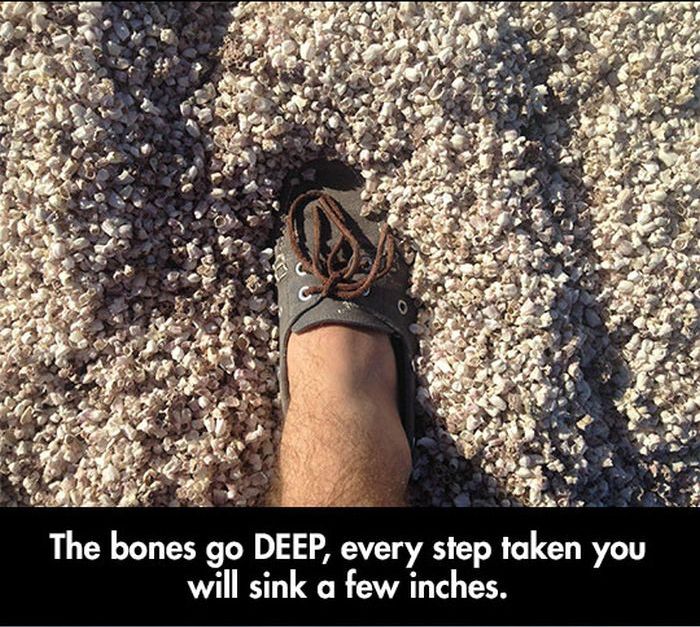 Salton Sea (5 pics)