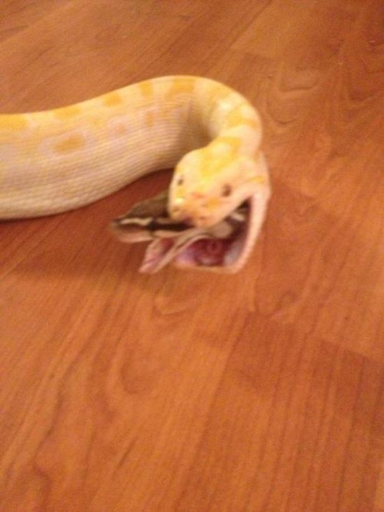Snake Eating a Snake (2 pics)