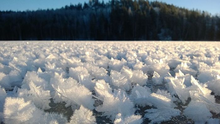 Beautiful Winter Phenomenon Called Frost Flowers (5 pics)