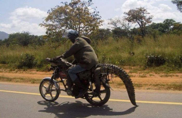 Only in Africa. Part 3 (44 pics)