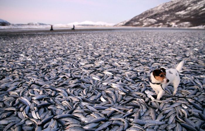 Flash-Frozen Fish in Norway (8 pics)