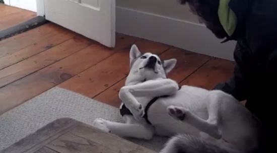 The Laziest Husky in the World