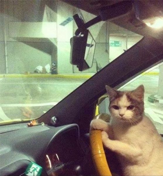 Acid Picdump (121 pics)