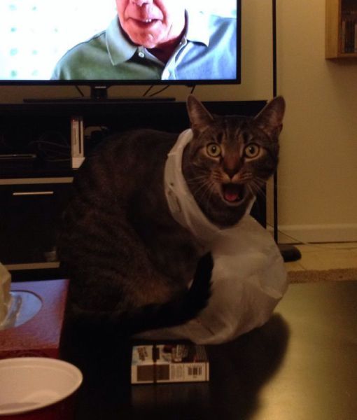 Acid Picdump (121 pics)