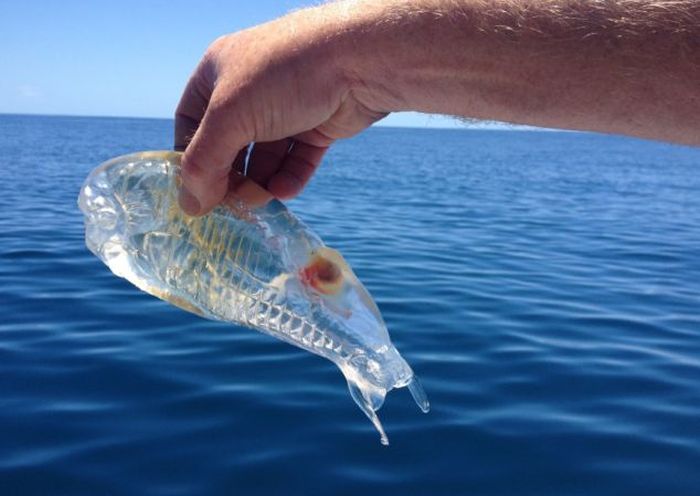Transparent Fish (3 pics)