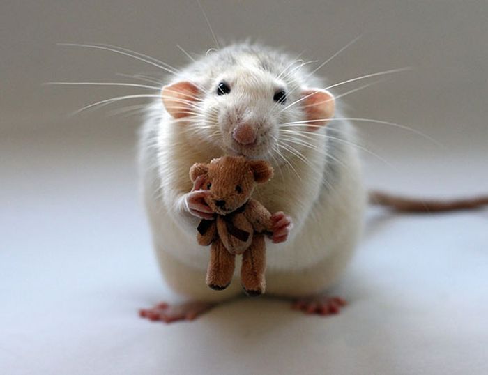 Rats with Teddy Bears (21 pics)