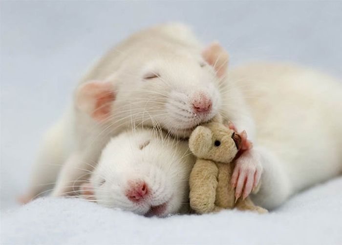 Rats with Teddy Bears (21 pics)