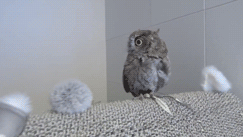 Bathing Owl (8 pics)