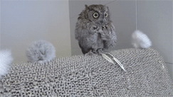 Bathing Owl (8 pics)